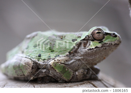 青蛙 1806165