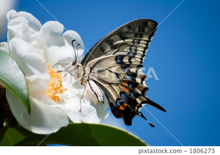 Swallowtail butterfly Swallowtail butterfly 1806273