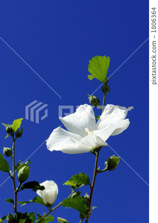 Mukge 1806364