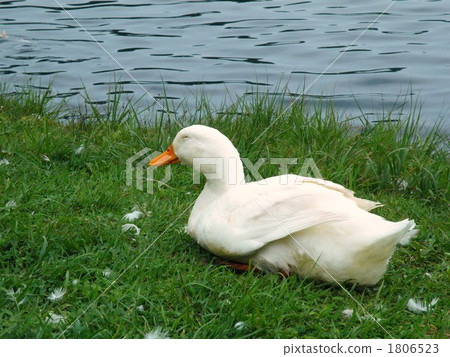 Duck 2 1806523