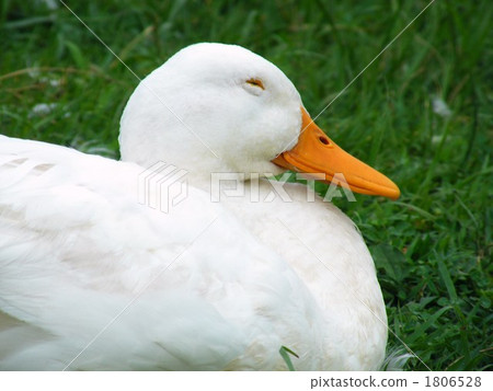 Duck 5 1806528