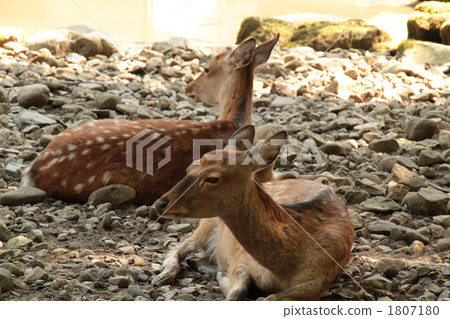 鹿女新潟縣彌彥公園9 鹿女新潟縣彌彥公園9 1807180