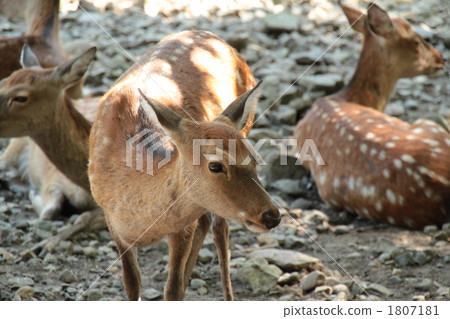 鹿女新潟縣彌彥公園10 鹿女新潟縣彌彥公園10 1807181