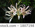 Cluster amaryllis 1807198