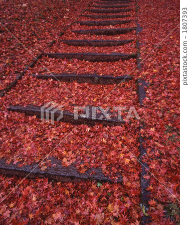 Stairs of autumnal leaves of Tsu shrine 1807393