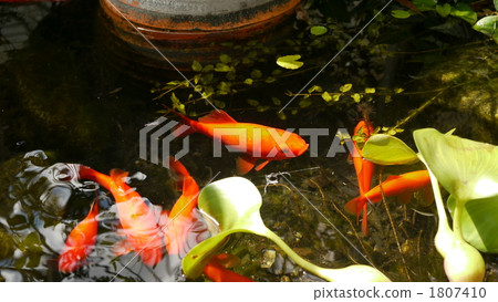 紅鯉魚 1807410