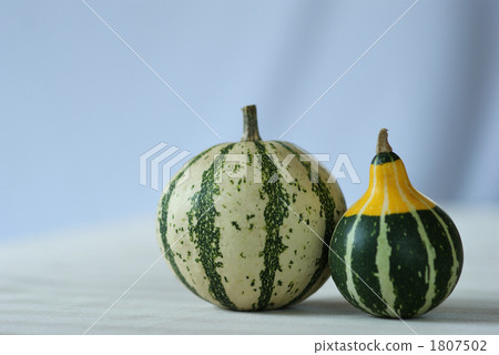 Pepo-pumpkin _ tomoan pumpkin Pepo-pumpkin _ tomoan pumpkin 1807502