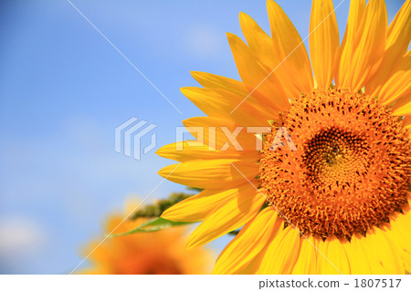 秋天向日葵 1807517