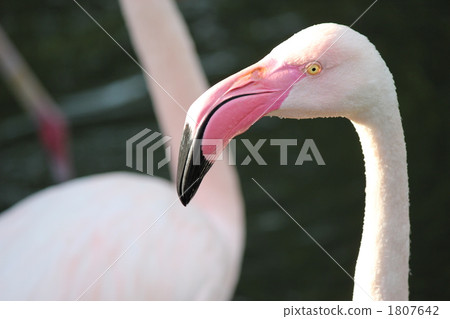 火烈鳥 火烈鳥 1807642