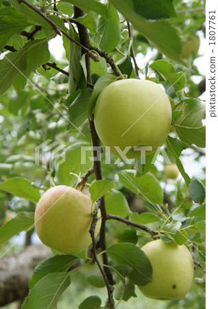 Apple hunting (still blue) Apple hunting (still blue) 1807761