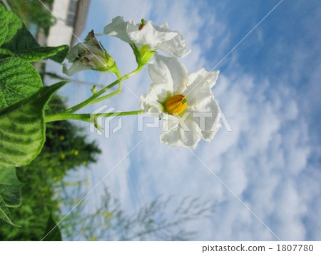 馬鈴薯花 馬鈴薯花 1807780