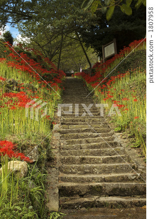 奈良佛教寺廟群集孤挺花 奈良佛教寺廟群集孤挺花 1807958