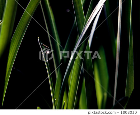 green leaf, botanic, botanical 1808030