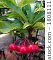 珊瑚莓 硃砂根 水果 1808111