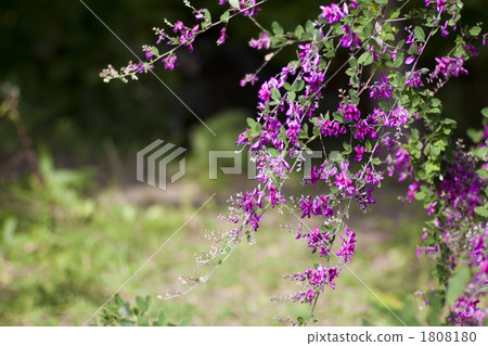 Hagi flower Hagi flower 1808180