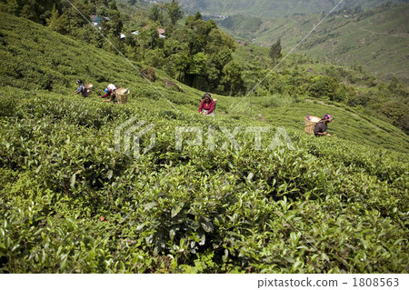 Darjeeling black tea fields 1808563