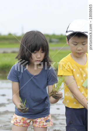 Rice planting Rice planting 1808665