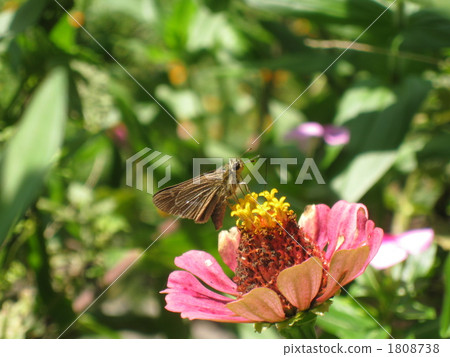 skipper butterfly, butterfly, butterflies 1808738