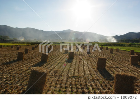 Season of harvest Season of harvest 1809072