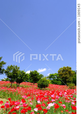 Poppy's flower blooming hill Poppy's flower blooming hill 1809143