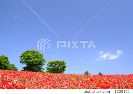 Poppy's flower blooming hill Poppy's flower blooming hill 1809161