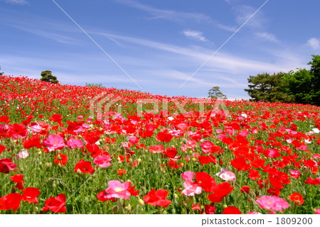 Poppy's flower blooming hill Poppy's flower blooming hill 1809200