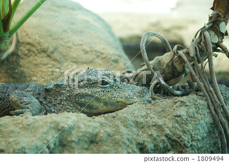 crocodile crocodile 1809494