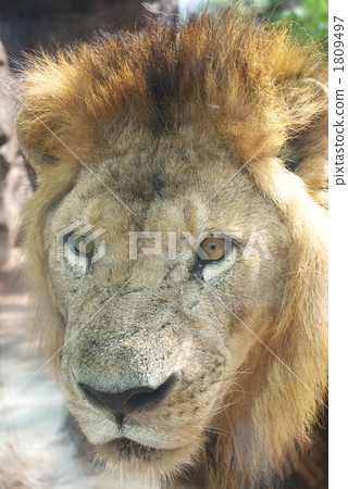 lion 1809497