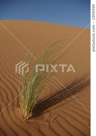 Weeds living in the desert Weeds living in the desert 1809499