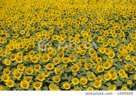 background, bloom, sunflower field 1809809