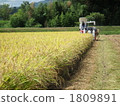 Rice reaping 1809891