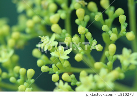 golden lace, patrinia scabiosifolium, patrinium 1810273