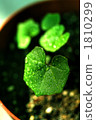 green leaf, Drop Of Water, drop 1810299