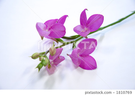 Disa · uniflora 1810769