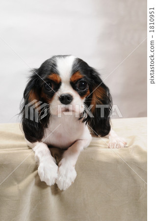 騎士·金·查爾斯·西班牙獵犬 騎士·金·查爾斯·西班牙獵犬 1810951