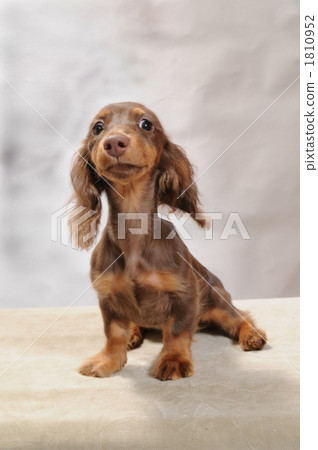 迷你臘腸犬 1810952