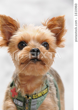 約克夏犬 1810960