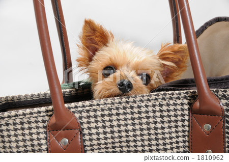 約克夏犬 1810962