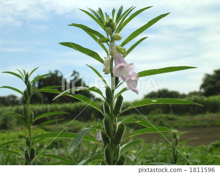 芝麻花 1811596