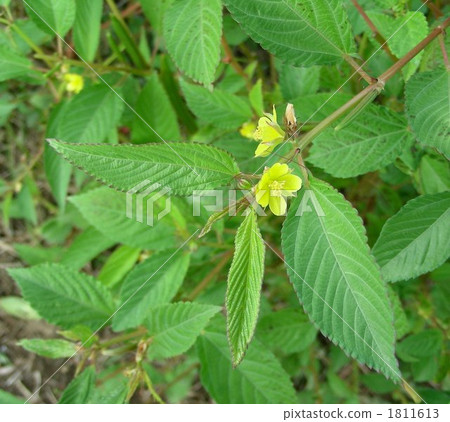 Moroheiya leaves and flowers 1811613