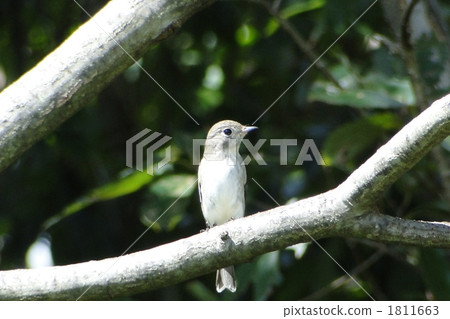 Kosametepataki Kosametepataki 1811663