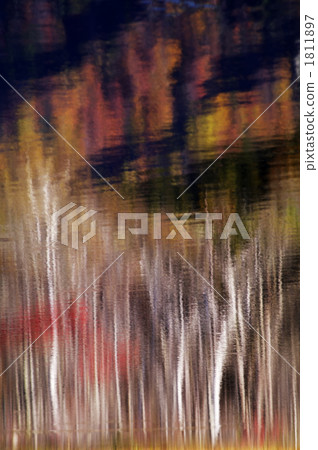 Autumnal foliage forest reflected in Togakushi mirror pond 1811897