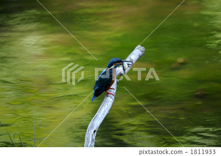 Kingfisher Kingfisher 1811933