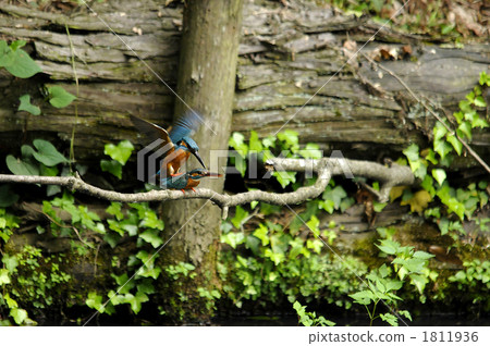 Kingfisher 1811936