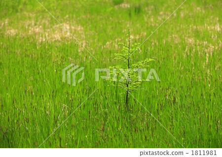 Image of the fresh green sprout 1811981