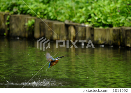 Kingfisher Kingfisher 1811992