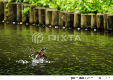 Kingfisher Kingfisher 1811996