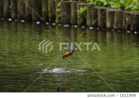 Kingfisher 1811999