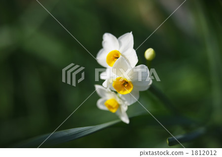 早春花黃水仙 早春花黃水仙 1812012
