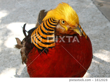 Male of Golden Chicken Male of Golden Chicken 1812028